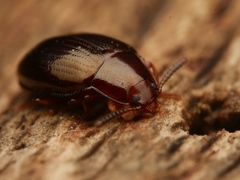 Scaphidema metallicum