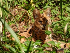 Leptailurus serval lipostictus