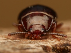 Scaphidema metallicum