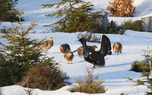 Western Capercaillie