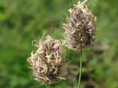 Alopecurus vaginatus
