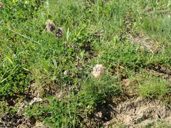 Alopecurus vaginatus