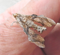 Terastia africana