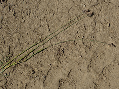 Alopecurus vaginatus