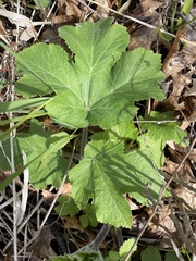 Heracleum maximum