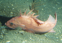 Cowcod photo 1