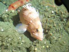 Cowcod photo 2