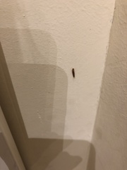Attagenus