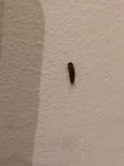 Attagenus