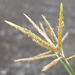 Dichanthium annulatum