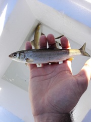 Pseudochondrostoma willkommii