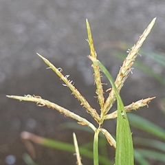 Dichanthium annulatum