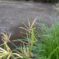 Dichanthium annulatum
