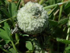 Artemisia austriaca