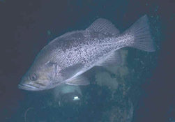 Black Rockfish