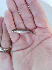 Anaecypris hispanica