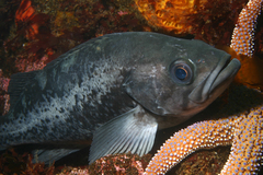 Black Rockfish photo 3