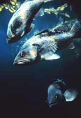 Black Rockfish photo 4