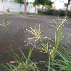 Dichanthium annulatum