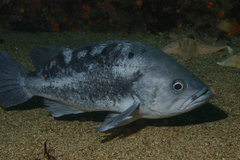 Black Rockfish photo 1