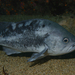 Black Rockfish - Photo Chad King (SIMoN / MBNMS), no known copyright restrictions (public domain)