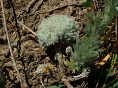 Artemisia austriaca