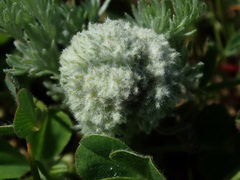 Artemisia austriaca
