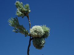 Artemisia austriaca