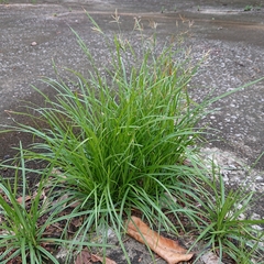 Dichanthium annulatum