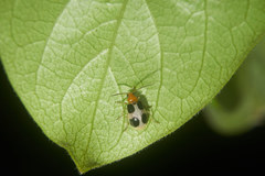Paridea oculata