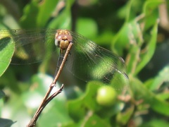 Trithemis annulata