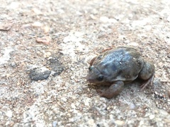 Hemisus marmoratus