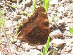 Nymphalis