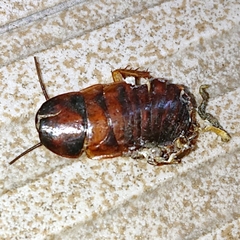 Periplaneta americana