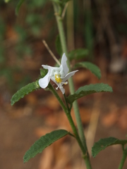 Hibiscus micranthus