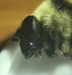 Criorhina