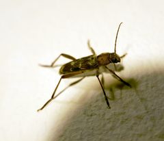 Xylotrechus stebbingi