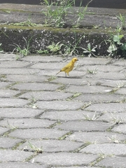 Sicalis flaveola
