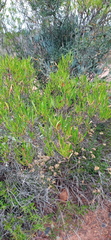 Dodonaea viscosa angustifolia