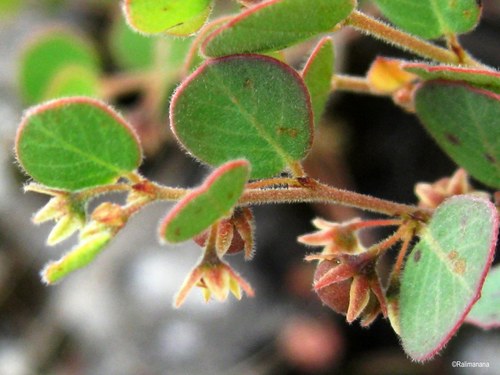 Phyllanthus betsileanus image