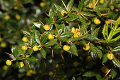 Berberis julianae