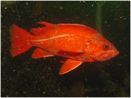 Vermilion Rockfish