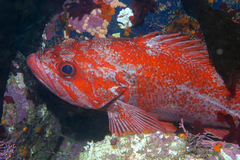 Vermilion Rockfish photo 3