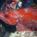 Vermilion Rockfish - Photo Chad King (SIMoN / MBNMS), no known copyright restrictions (public domain)