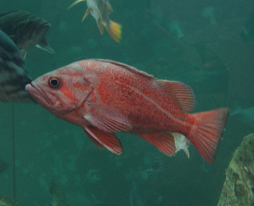 Vermilion Rockfish
