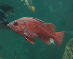 Vermilion Rockfish photo 4