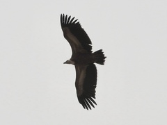 Gyps fulvus