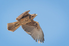 Parabuteo unicinctus unicinctus