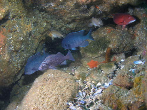 Blue Rockfish