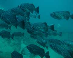 Blue Rockfish photo 5